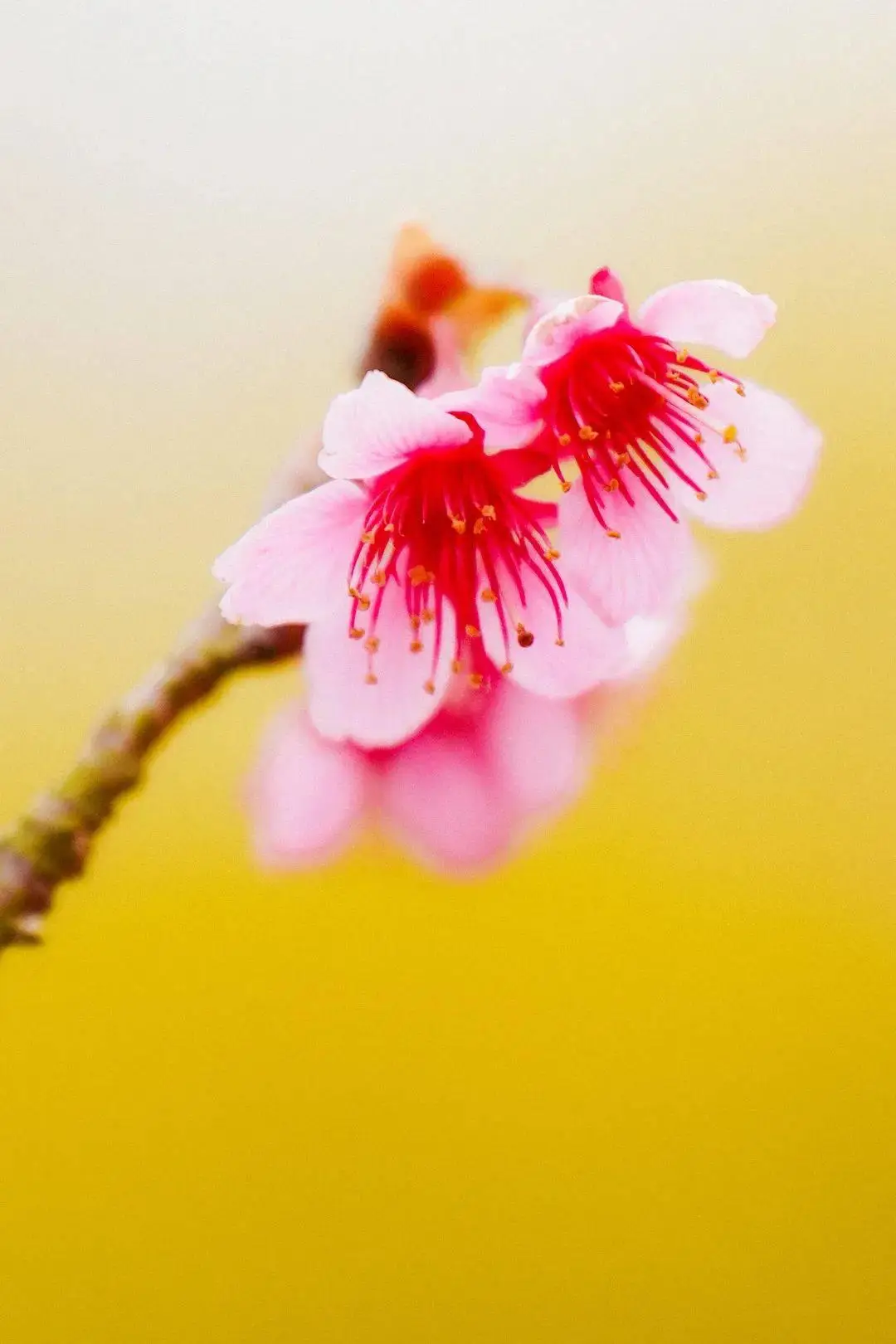 小园艺师教案_幼儿园园艺教案_幼儿园园艺师教案